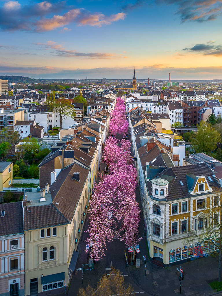 Kirschblüte in Bonn