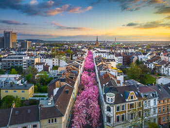 Cherry blossoms in Bonn