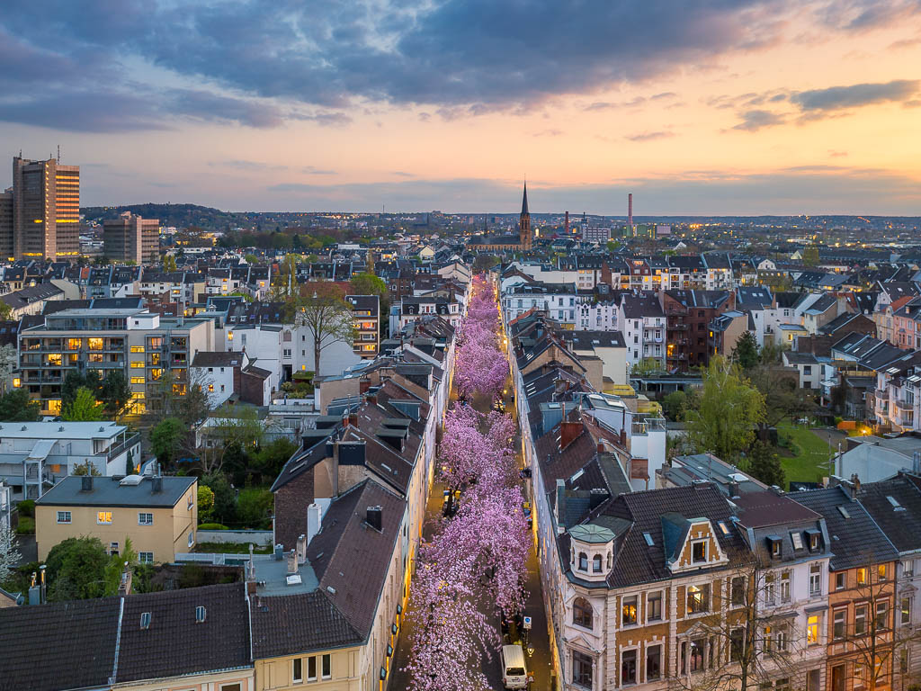 Cherry blossoms in Bonn