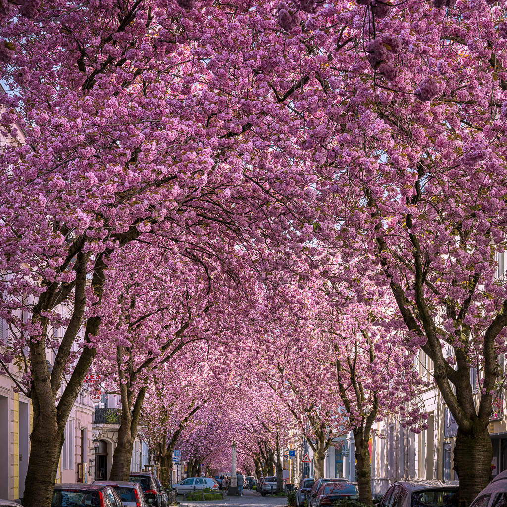 Cherry blossoms in Bonn