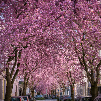 Cherry blossoms in Bonn