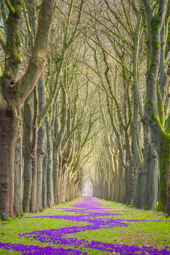 Krokusse im Frühling in Bremen