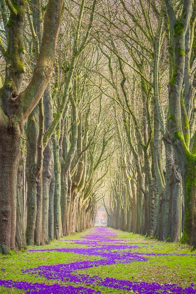 Crocus spring flowers in Oberneuland, Bremen, Germany by Michael Abid