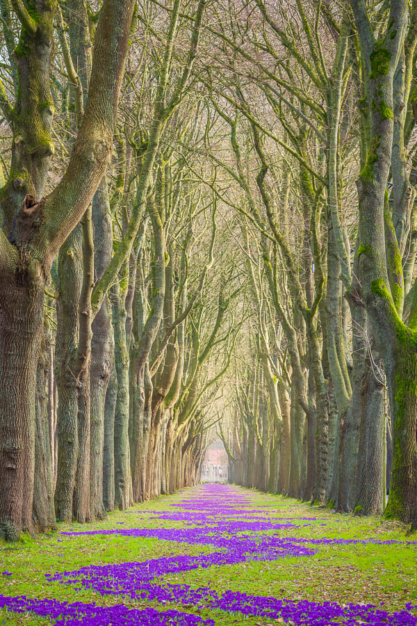 Spring flowers in Bremen