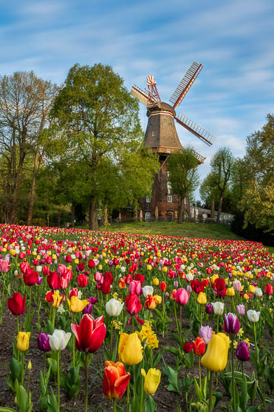 Tulips in front of historic windmill during spring in Bremen, Germany by Michael Abid