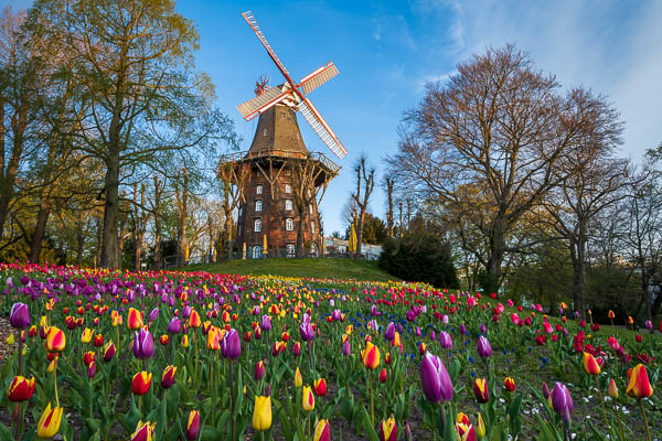 Tulips in front of historic windmill during spring in Bremen, Germany by Michael Abid