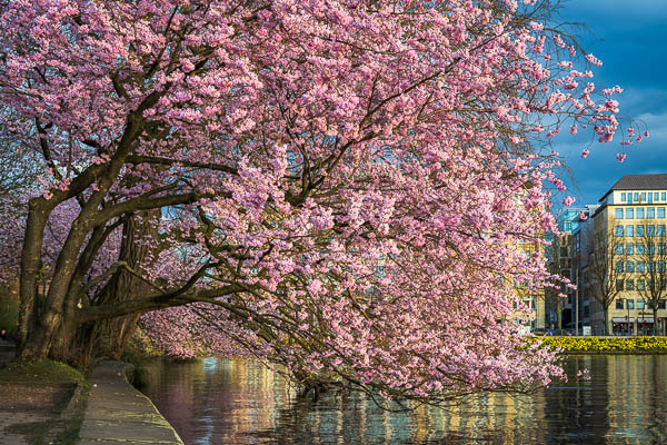 Cherry blossoms in Hamburg, Germany along the Binnenalster lake by Michael Abid
