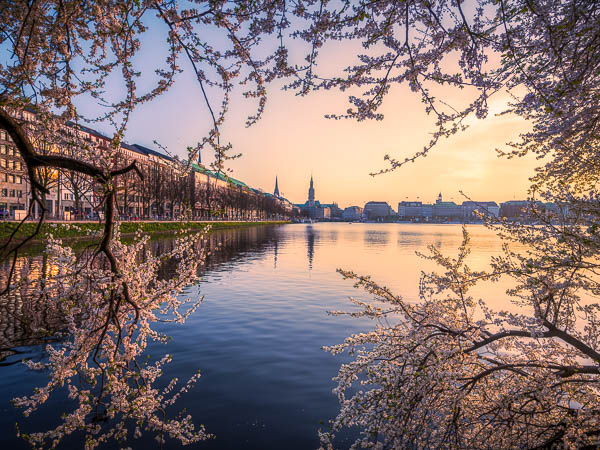 Kirschblüten in Hamburg, Deutschland entlang der Binnenalster von Michael Abid