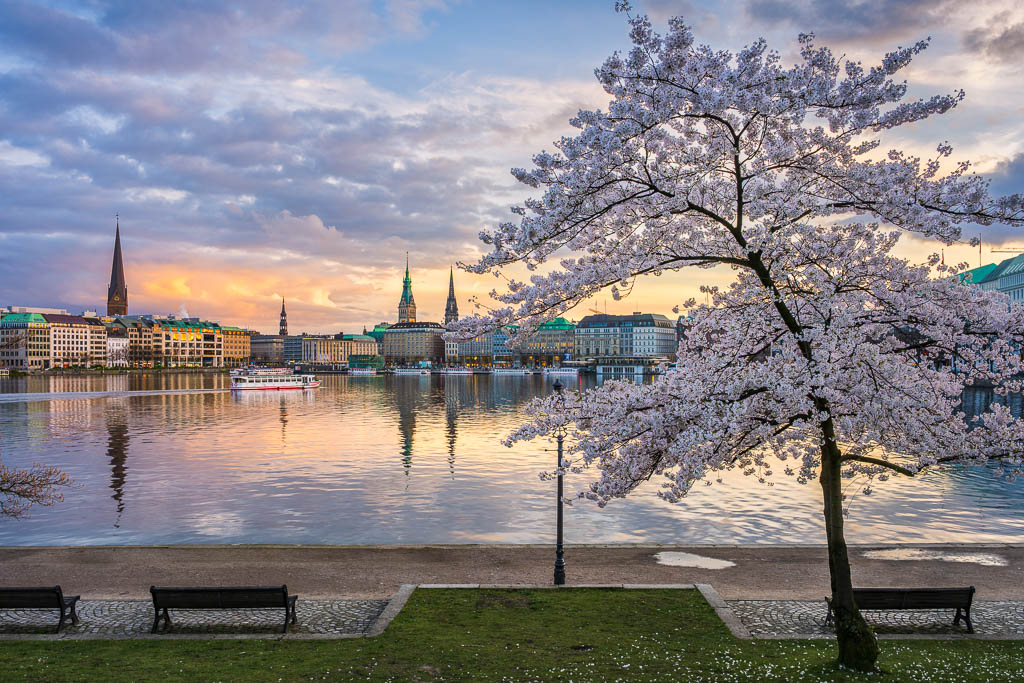 Cherry blossoms in Hamburg