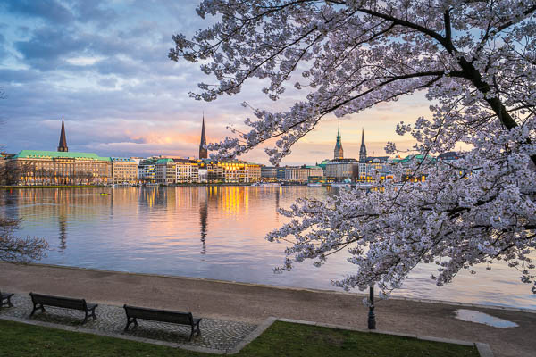 Cherry blossoms in Hamburg, Germany along the Binnenalster lake at sunset by Michael Abid