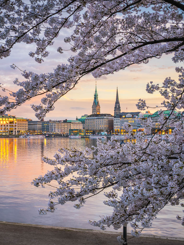 Kirschblüten in Hamburg