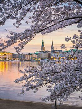 Kirschblüten in Hamburg