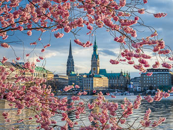 Kirschblüten in Hamburg