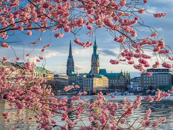 Cherry blossoms in Hamburg, Germany along the Binnenalster lake with the town hall in the background by Michael Abid