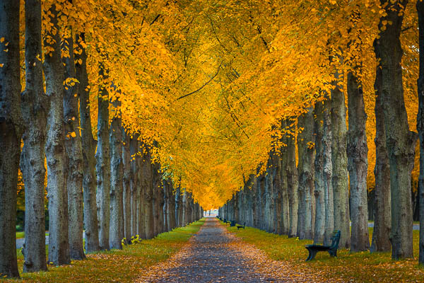 Eine Allee in den Herrenhäuser Gärten in Hannover, Deutschland im Herbst von Michael Abid
