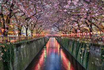 Kirschblütenbäume in Tokio