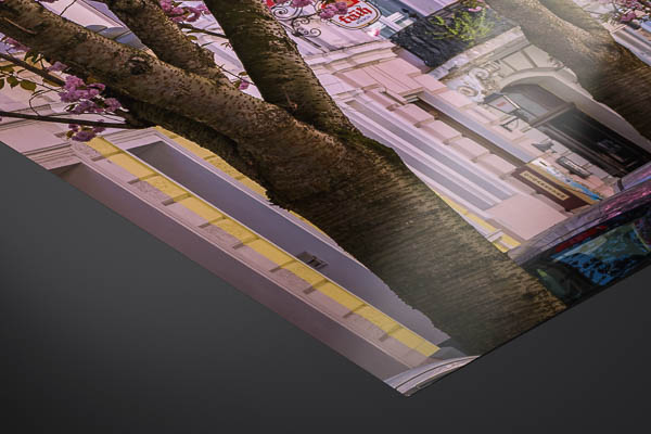 Fine Art Print | Cherry blossoms in Bonn