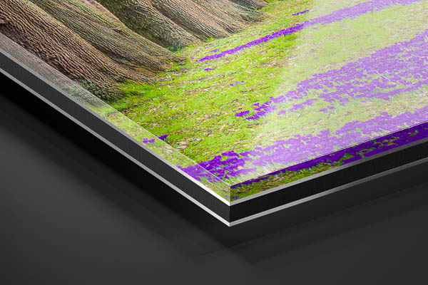Acrylic Glass | Spring flowers in Bremen