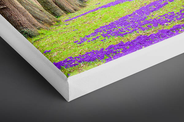 Canvas | Spring flowers in Bremen