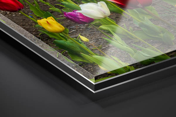 Acrylic Glass | Tulips at the windmill in Bremen