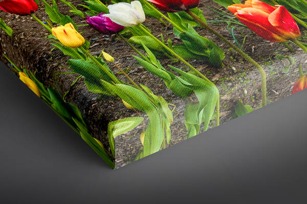 Canvas | Tulips at the windmill in Bremen
