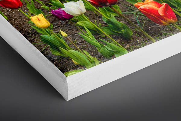 Canvas | Tulips at the windmill in Bremen