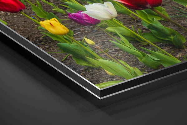 Metal Print | Tulips at the windmill in Bremen