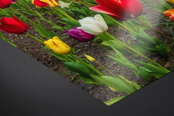 Fine Art Print | Tulips at the windmill in Bremen