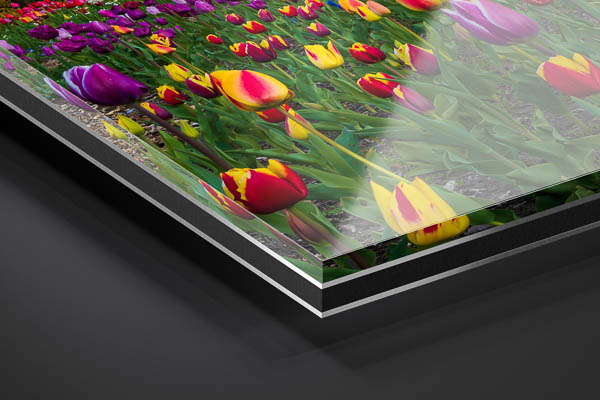 Acrylic Glass - Tulips at the windmill in Bremen