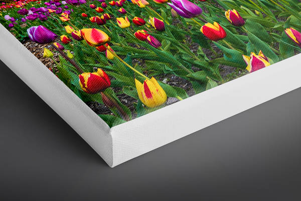 Canvas - Tulips at the windmill in Bremen