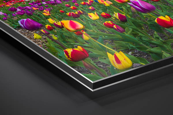 Metal Print - Tulips at the windmill in Bremen