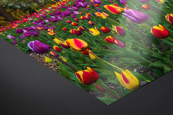 Fine Art Print - Tulips at the windmill in Bremen