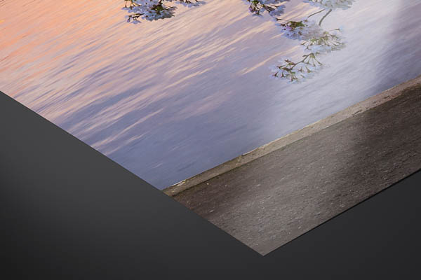 Kunstdruck / Poster | Kirschblüten in Hamburg