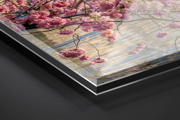 Acrylglas | Kirschblüten in Hamburg