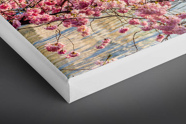 Leinwand | Kirschblüten in Hamburg