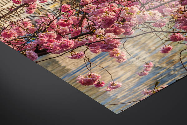 Kunstdruck / Poster | Kirschblüten in Hamburg