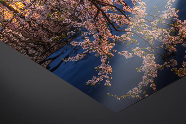 Kunstdruck / Poster | Kirschblüten in Hamburg