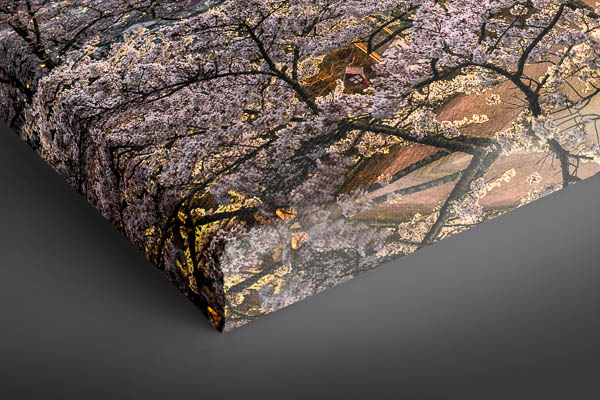 Canvas | Mount Fuji with cherry blossoms in Japan