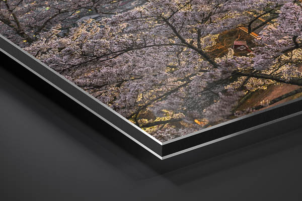 Metal Print | Mount Fuji with cherry blossoms in Japan