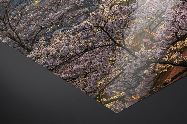 Fine Art Print | Mount Fuji with cherry blossoms in Japan