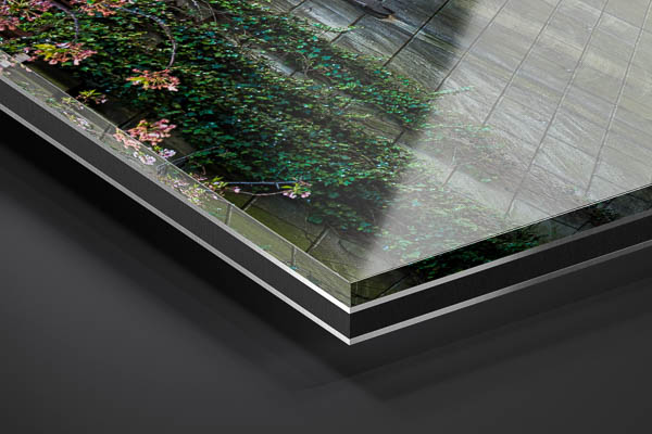 Acrylic Glass | Cherry blossom trees in Tokyo