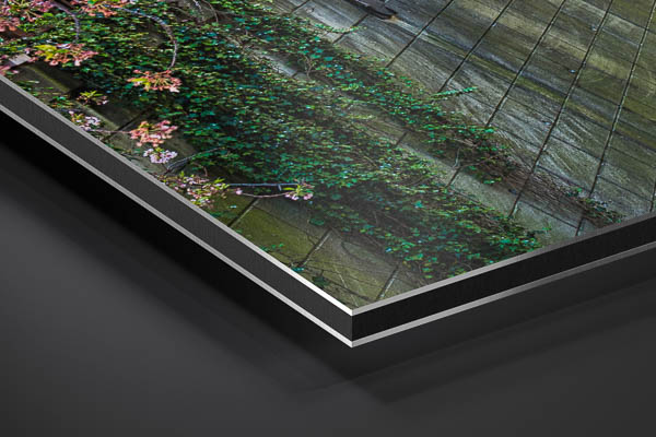 Metal Print | Cherry blossom trees in Tokyo
