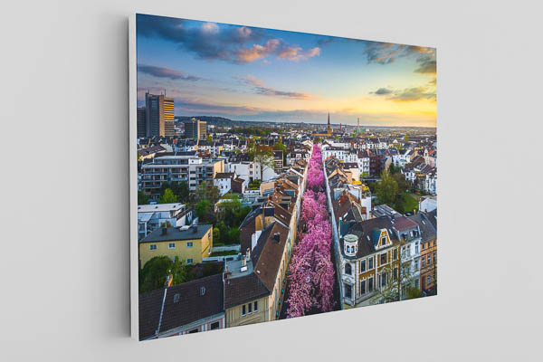 Leinwand | Kirschblüte in Bonn