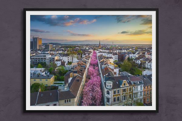 Poster / Kunstdruck | Kirschblüte in Bonn