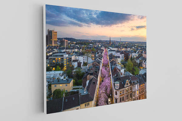 Canvas | Cherry blossoms in Bonn