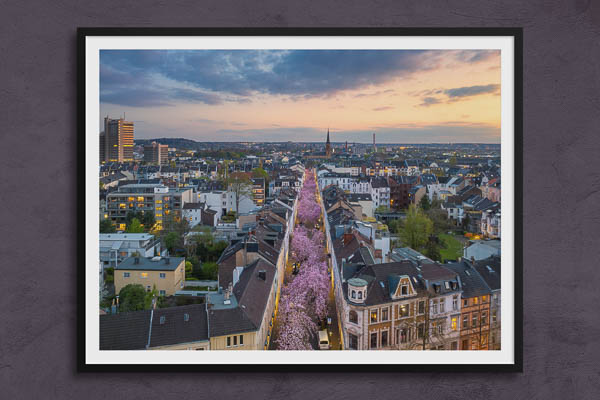 Fine Art Print | Cherry blossoms in Bonn