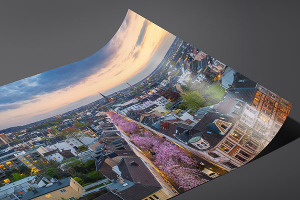 Fine Art Print | Cherry blossoms in Bonn