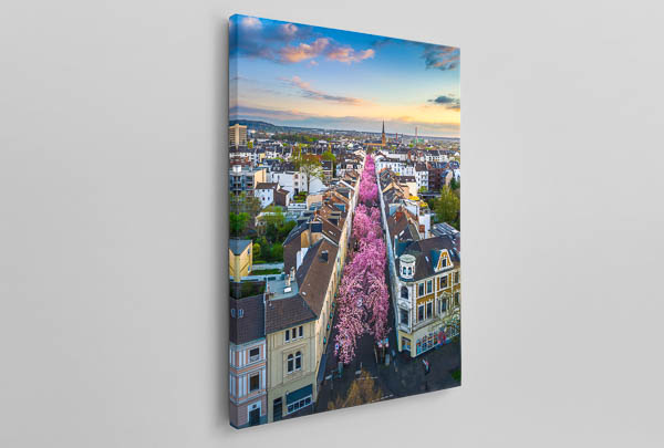 Canvas | Cherry blossoms in Bonn