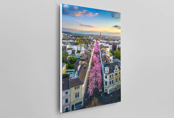 Canvas | Cherry blossoms in Bonn