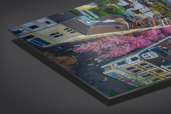 Metal Print | Cherry blossoms in Bonn